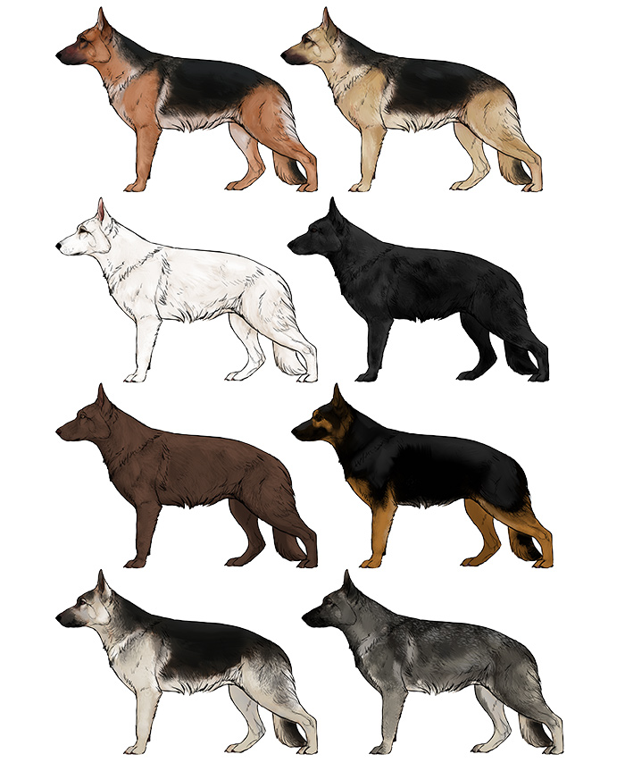 700x863 How To Draw A Dog Details Make The Difference