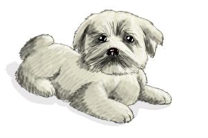 300x200 How To Draw A Furry Dog