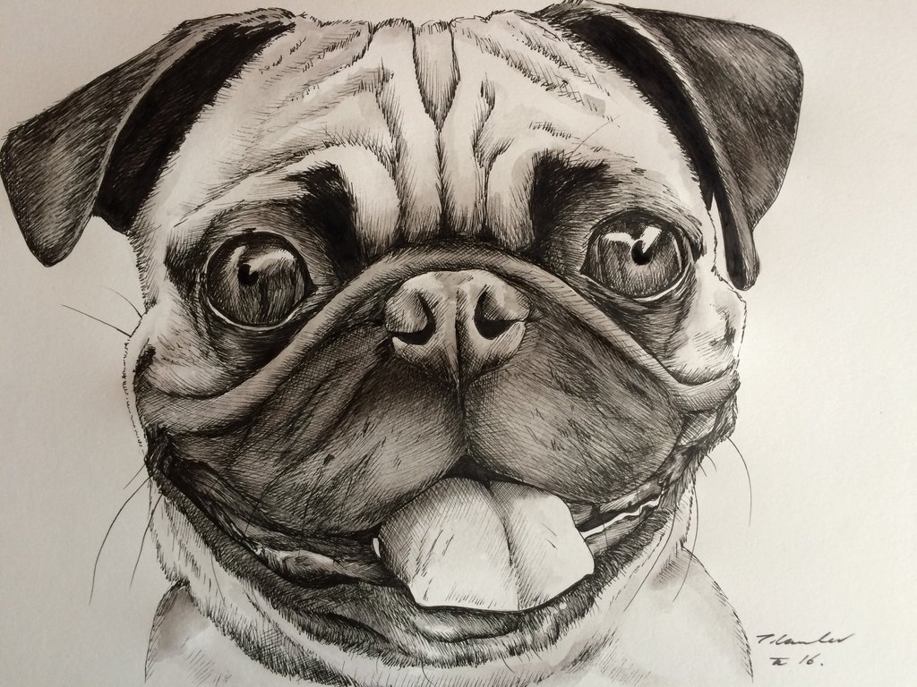1024x768 Pug Dog Drawing Painting Art By Billyboyuk