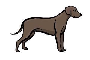 300x200 How To Draw A Dog Face