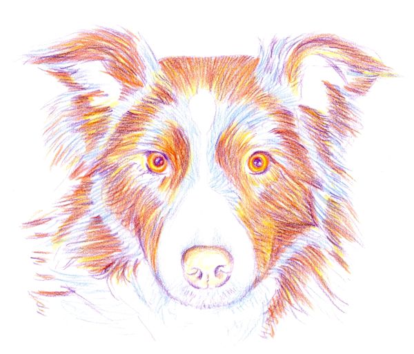 600x513 How To Draw A Dog