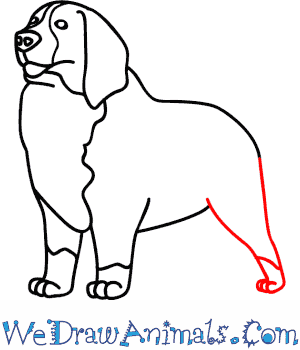 300x350 How To Draw A Bernese Mountain Dog