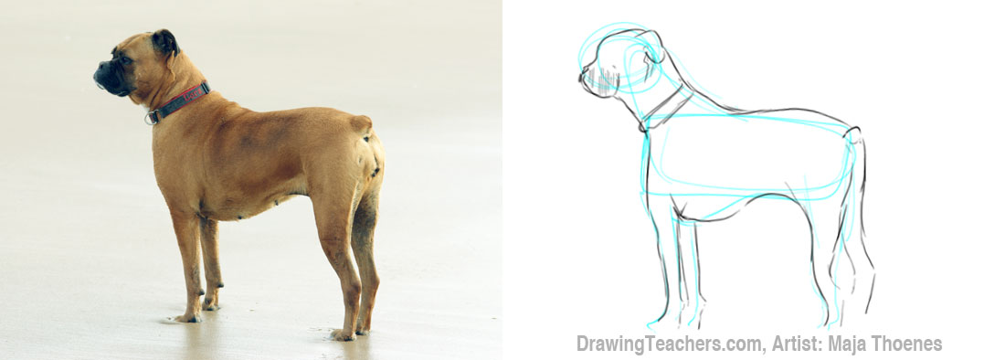 1100x394 To Draw Dogs
