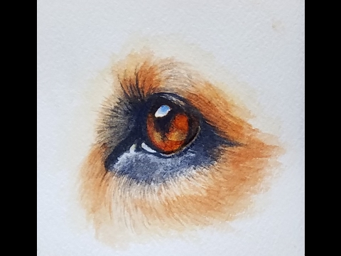 480x360 How To Paint A Realistic Dog Eye In Watercolor