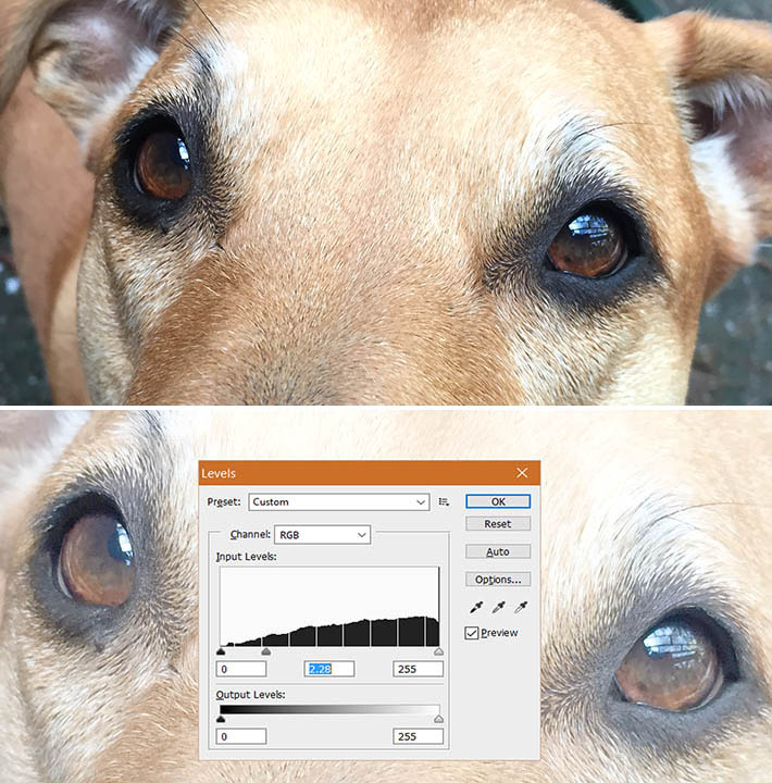 710x720 Pictures How To Draw Dog Eyes,