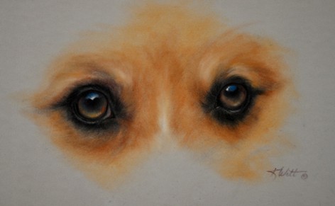 472x291 Workshop Wolf Portraits