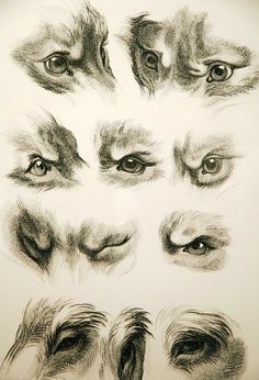 236x346 How To Paint Dog Eyes Looking Down Realistically