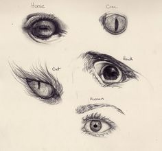 236x220 Pictures How To Draw Animal Eyes,