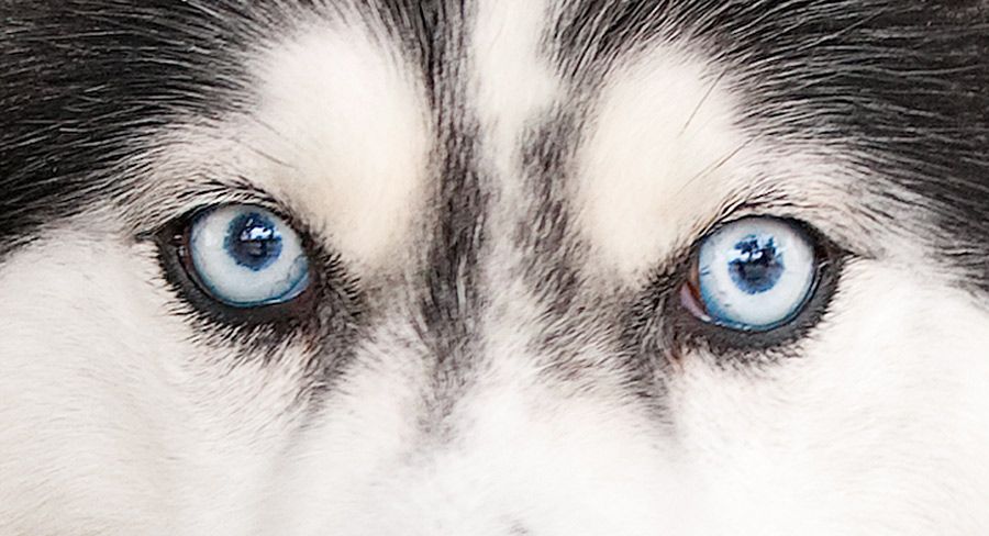 900x488 Wanted A Very Beautiful Husky Eyes English Nature. Description