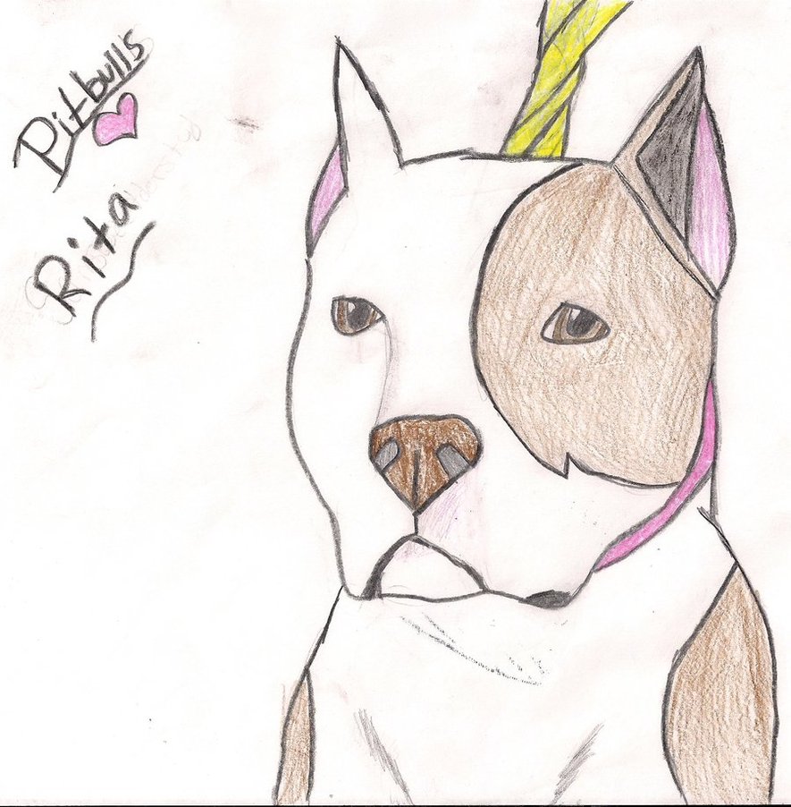 885x902 How To Draw A Pitbull Dog Face, Food Dogs Should Eat