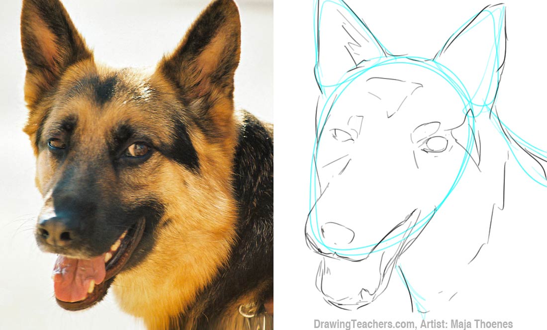 1100x664 To Draw Dogs