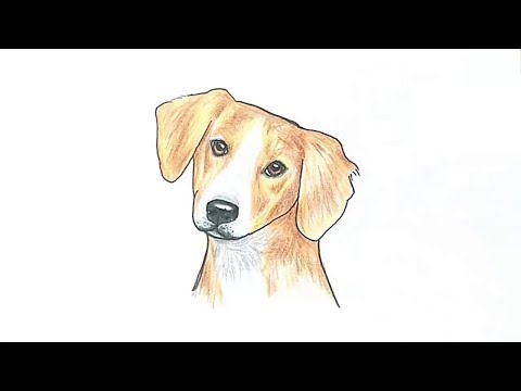 480x360 How To Draw A Dog Face Drawing Draw