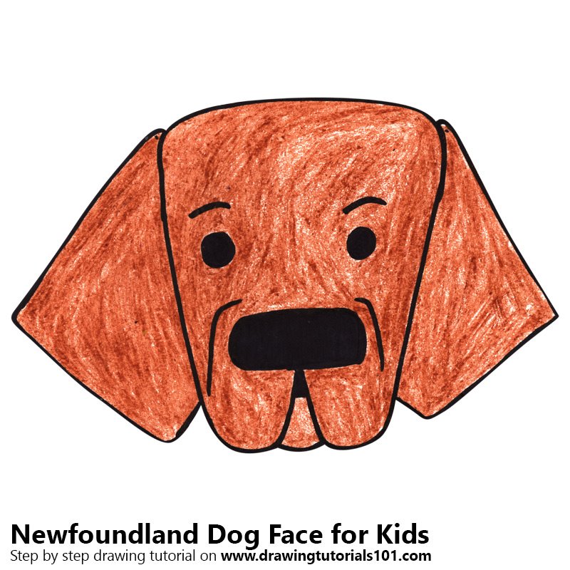 800x800 Learn How To Draw A Newfoundland Dog Face For Kids (Animal Faces