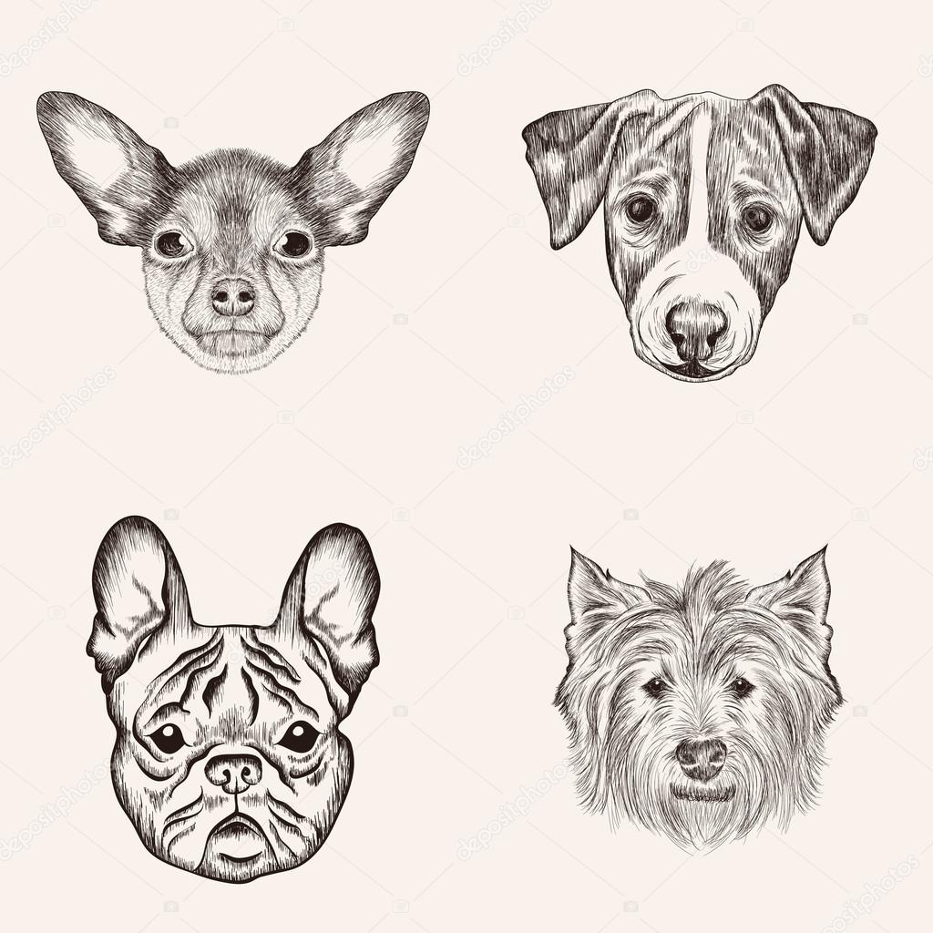 1024x1024 Sketch Bulldog Terriers. Hand Drawn Realistic Faces Of Dogs Vect