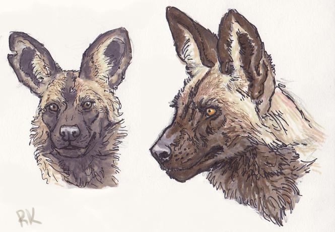 665x462 African Wild Dog Head Sketches By Trublueart
