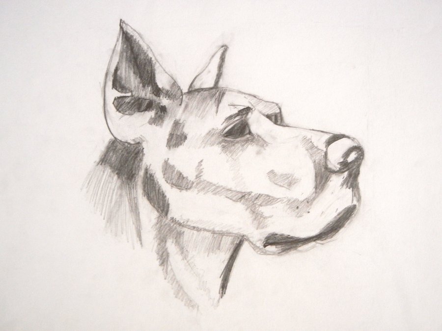 Dog Head Drawing at GetDrawings | Free download