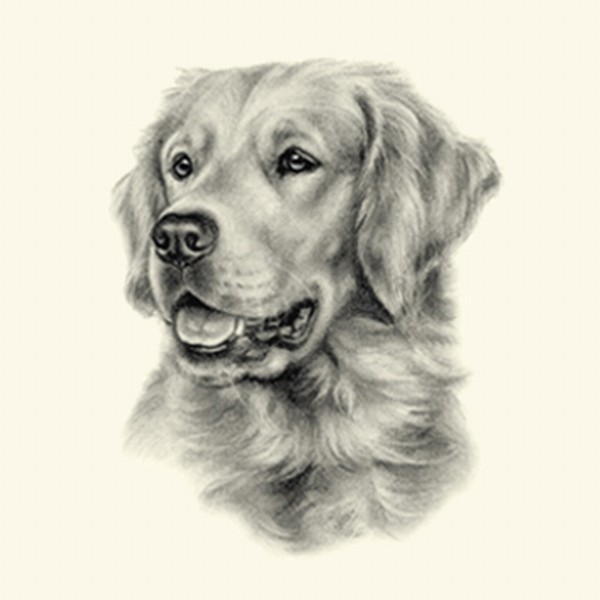 600x600 Dog Show Breed Ring Number Clip