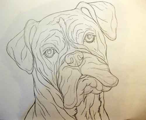 500x412 Gallery For Gt Boxer Dog Head Drawing Sketchy Dog
