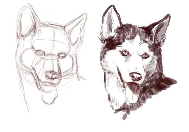 609x426 How To Draw A Dog