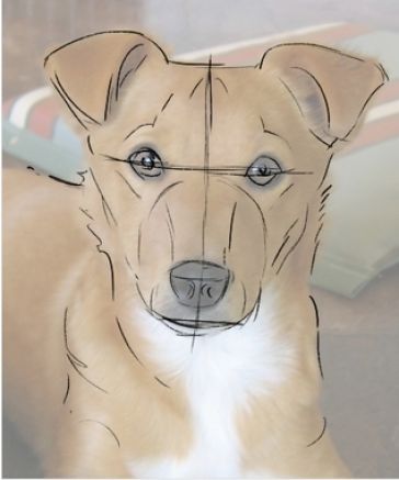 364x437 How To Draw A Dog How To Draw A Dog Head Pictures 1 Art For My