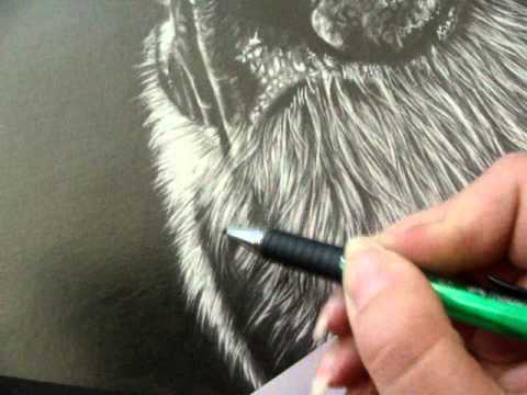 480x360 Realistic Pencil Drawing Of Dog Nose