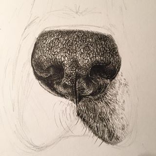 320x320 Drawing Dog Nose