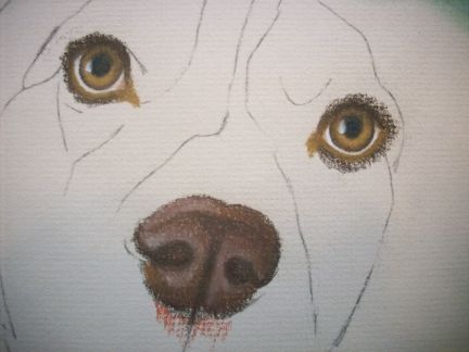 432x324 Drawing Dog Nose
