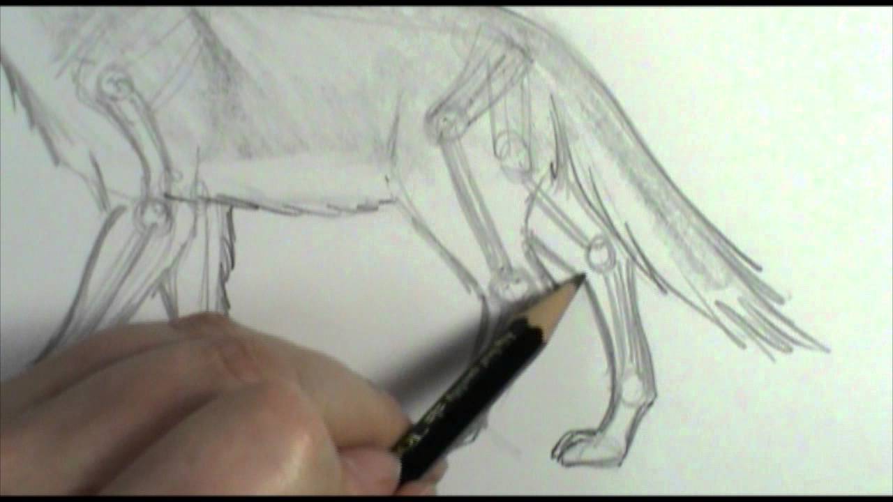 1280x720 How To Draw Dog Wolf Legs And Paws