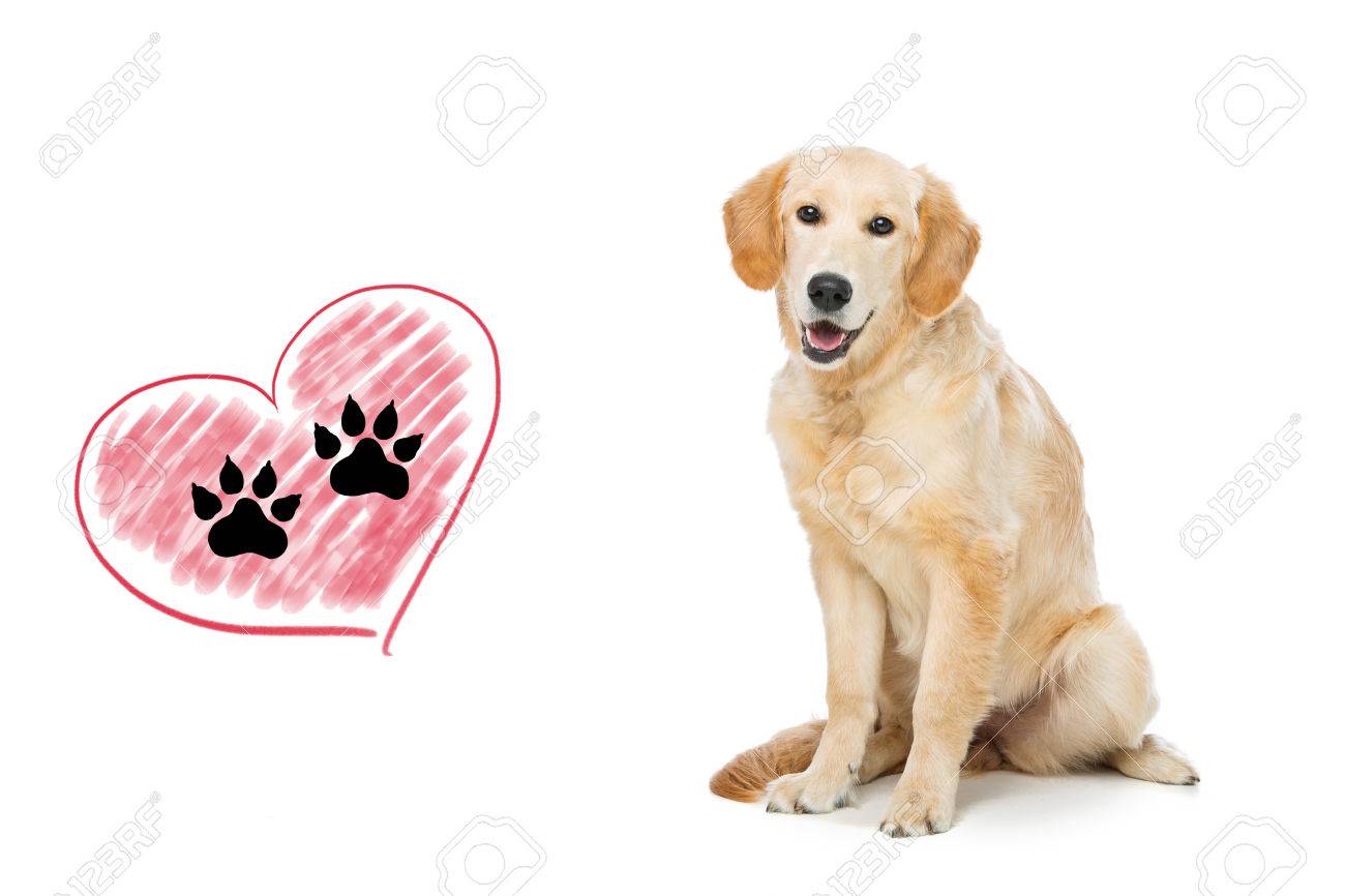 1300x866 Young Beautiul Golden Retriever Dog Sitting. Paws Print Drawing