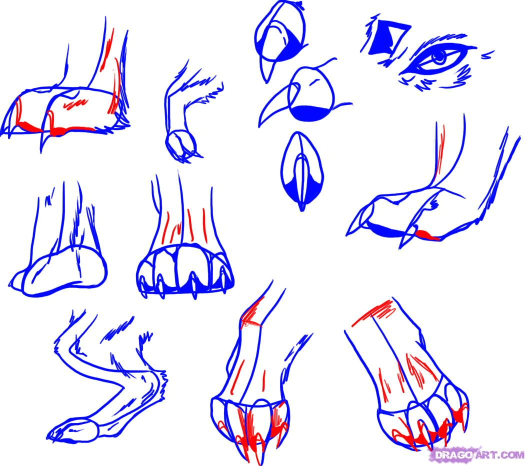 1054x932 Drawing Of A Dog Paw How To Draw Wolf Paws, Stepstep, Forest