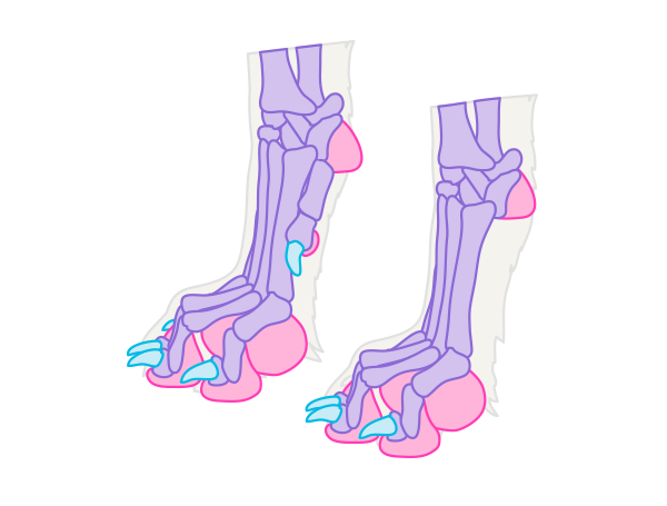 600x455 How To Draw Animals Dogs And Wolves, And Their Anatomy