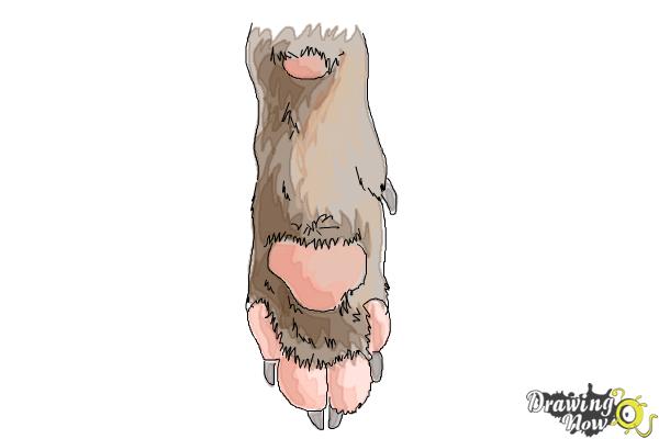 600x400 How To Draw A Dog Paw