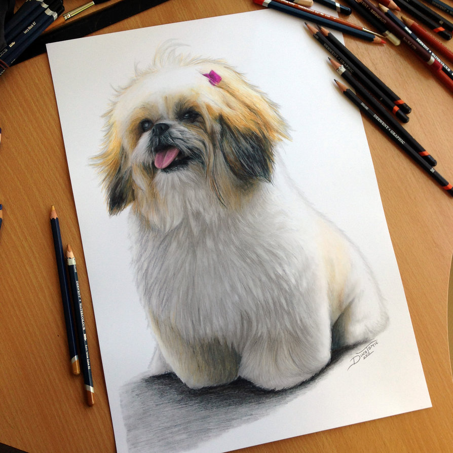 894x894 Puppy Pencil Drawing By Atomiccircus