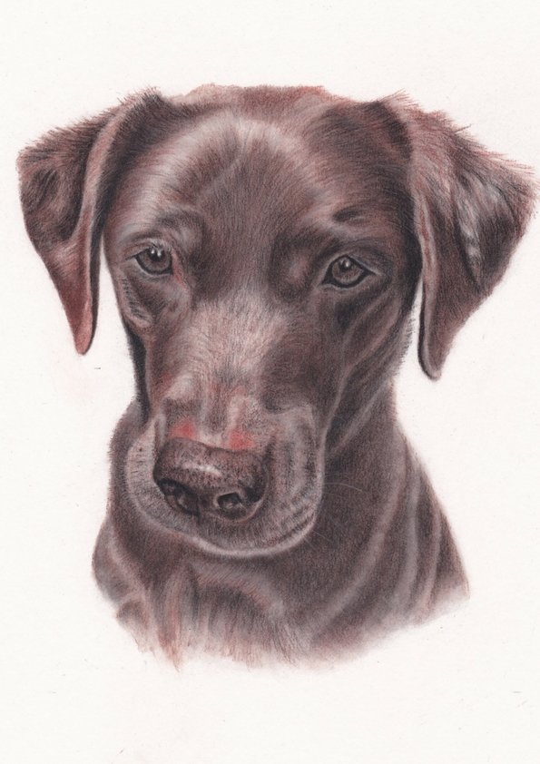 595x842 Vintage Sepia Pencil Drawing