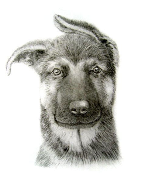 500x583 German Shepherd Puppy Dog Pencil Drawing My Doggy Drawings