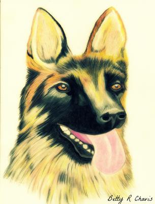 305x400 Colored Pencil Drawing Of A German Shepherd