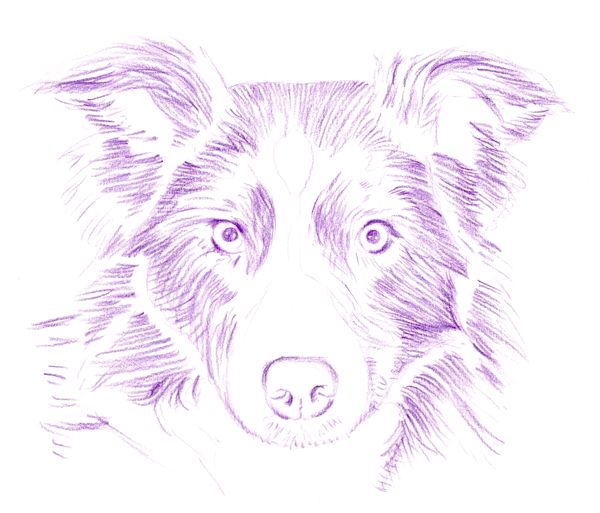 600x513 How To Draw A Dog