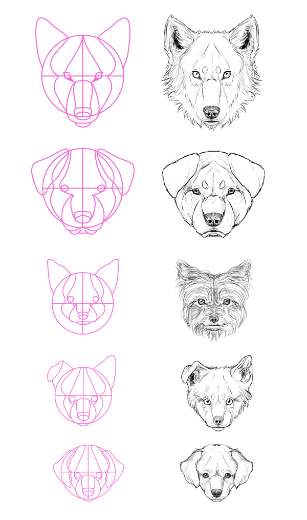600x1015 How To Draw Animals Dogs And Wolves, And Their Anatomy