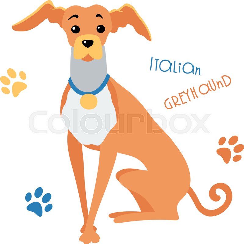 800x800 Vector Color Funny Dog Italian Greyhound Breed Sitting Hand