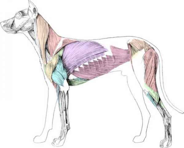 599x484 Canine Skeleton