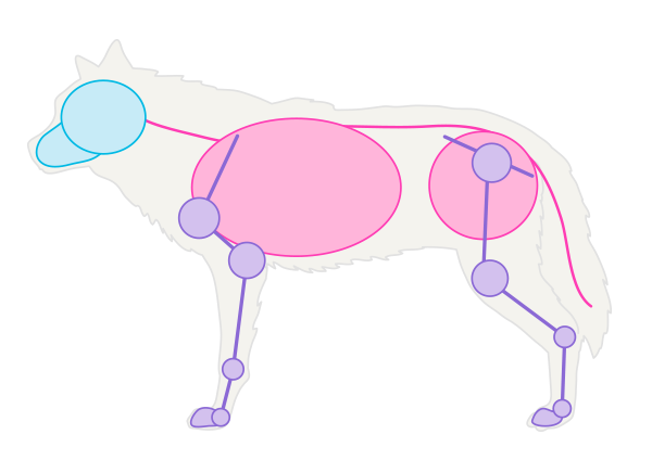 600x424 How To Draw Animals Dogs And Wolves, And Their Anatomy