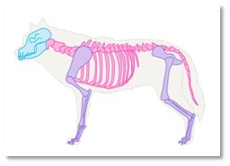 256x185 How To Draw A Dog Step By Step