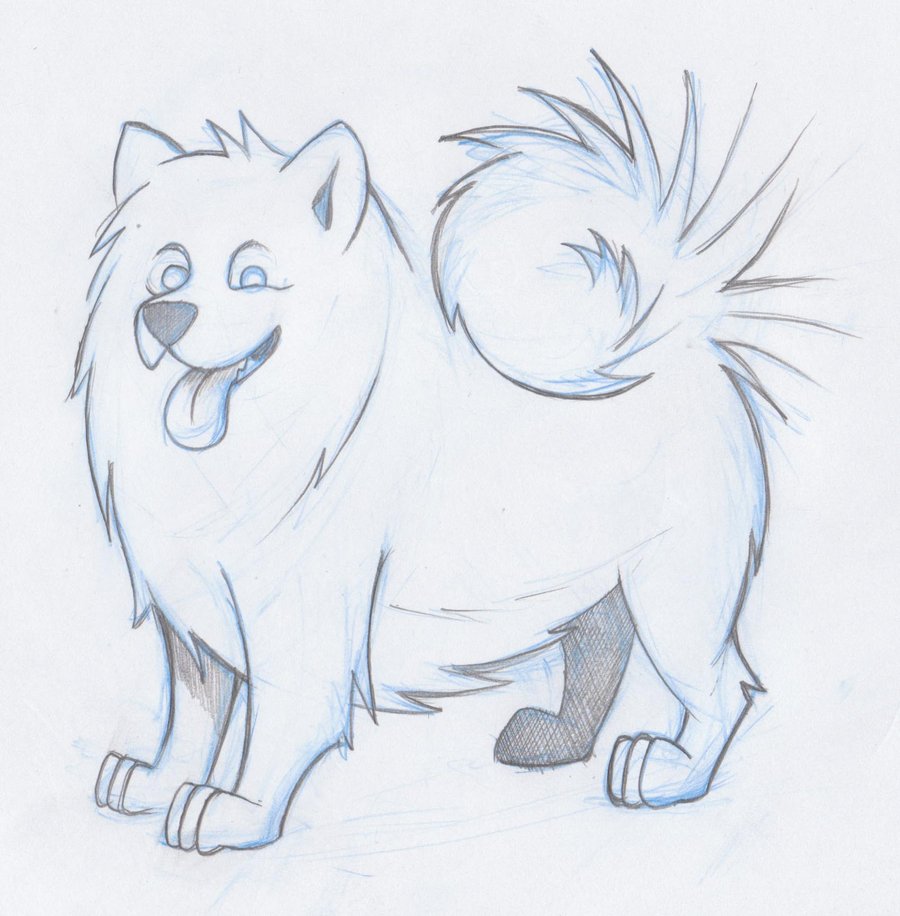 900x916 Samoyed Dog Sketch By Timmcfarlin