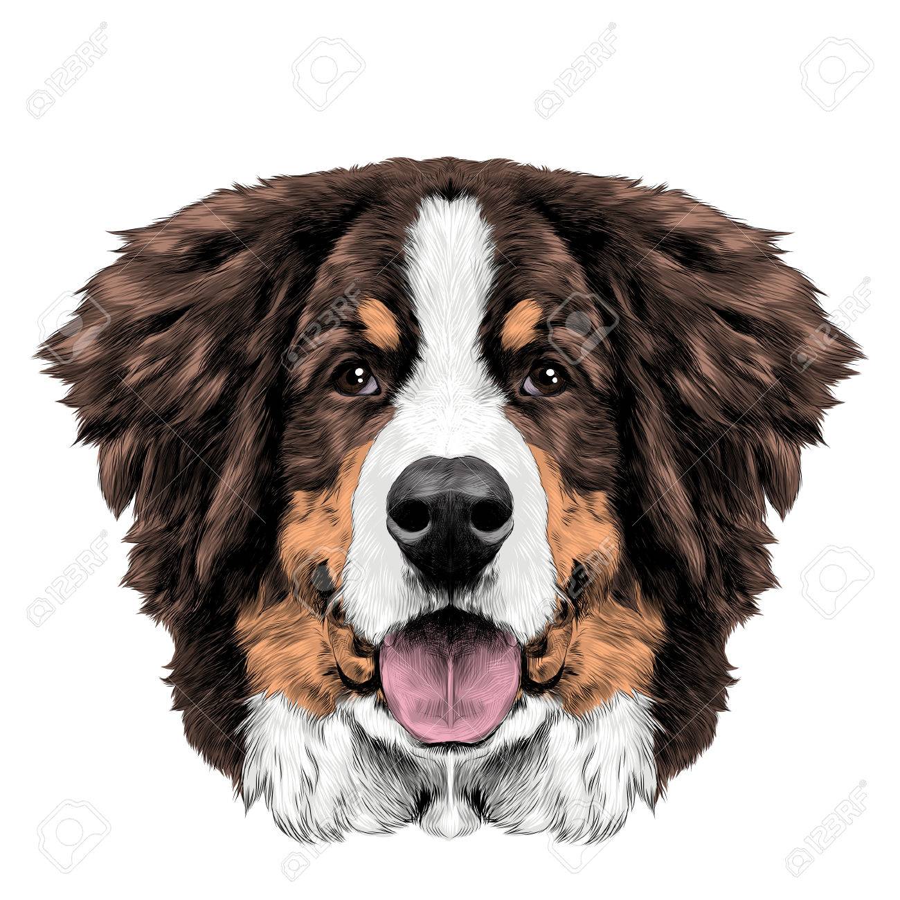 1300x1300 The Dog Head Is Symmetrical Front The Bernese Mountain Dog Sketch