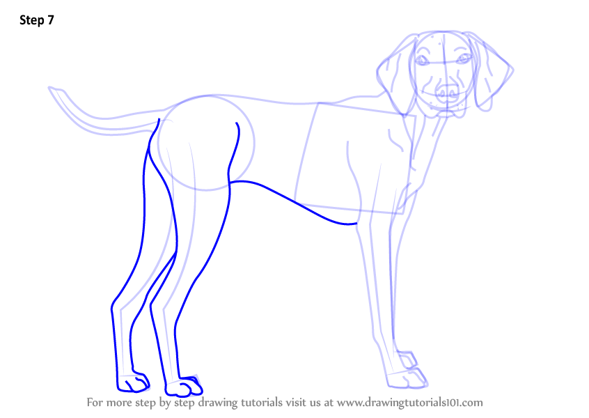 846x600 Learn How To Draw A Vizsla Dog (Dogs) Step By Step Drawing Tutorials