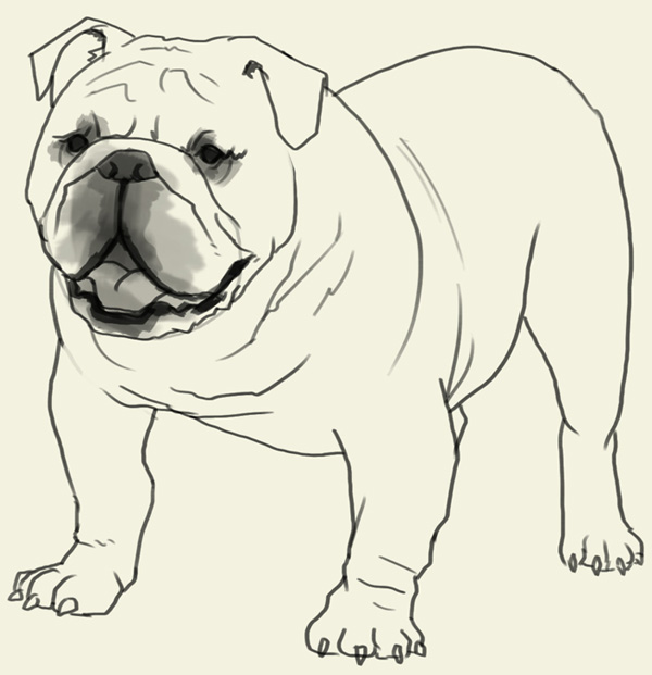 600x621 How To Draw Bulldog