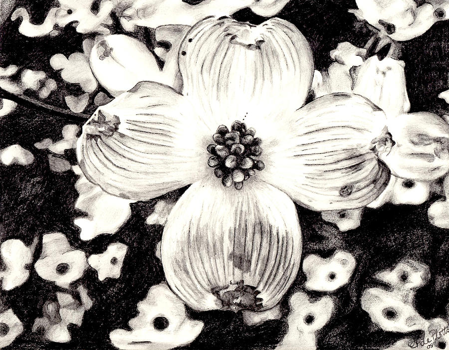 900x702 Dogwood Blossom Drawing By Andrea Plotts