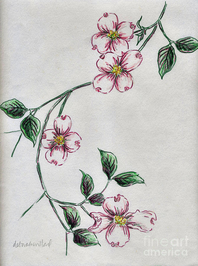 670x900 Dogwood Dream Drawing By Deborah Willard