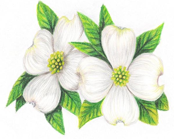 600x480 Dogwood Flower Drawings Dogwood Drawing
