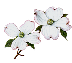 300x264 Dogwood Flower Drawings On Display Dogwood